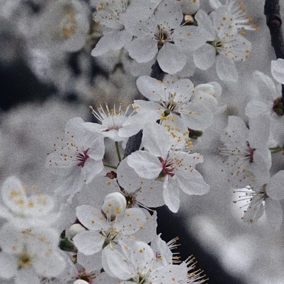 rue Saint—Patrick Wolverhampton Cotton Short Sleeve Shirt - Picture 2 of 4